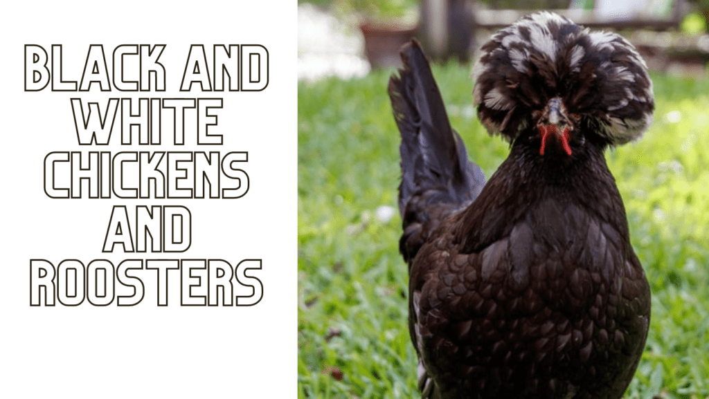 Black And White Chickens