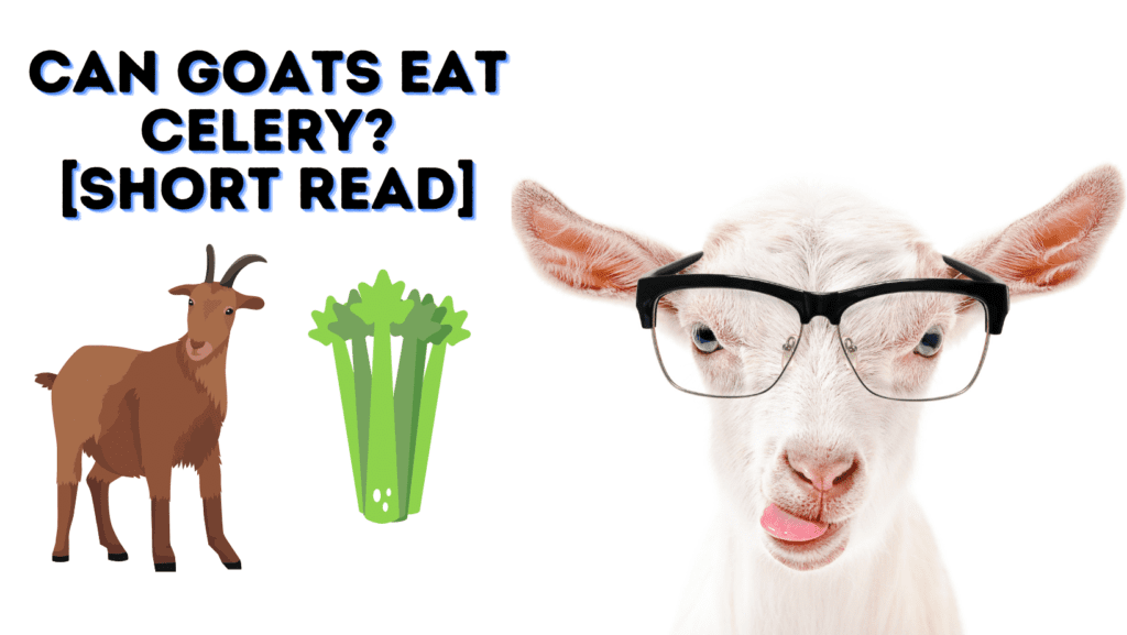 Can Goats Eat Celery? [SHORT READ]