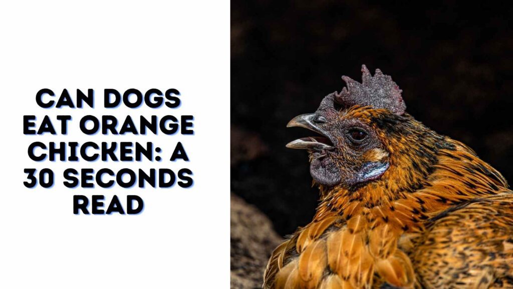 Can Dogs Eat Orange Chicken: A 30 Seconds Read