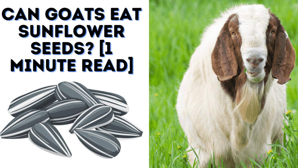 Can Goats Eat Sunflower Seeds? [1 Minute Read]