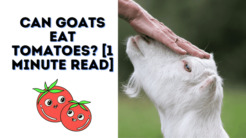 Can Goats Eat Tomatoes? [1 Minute Read]