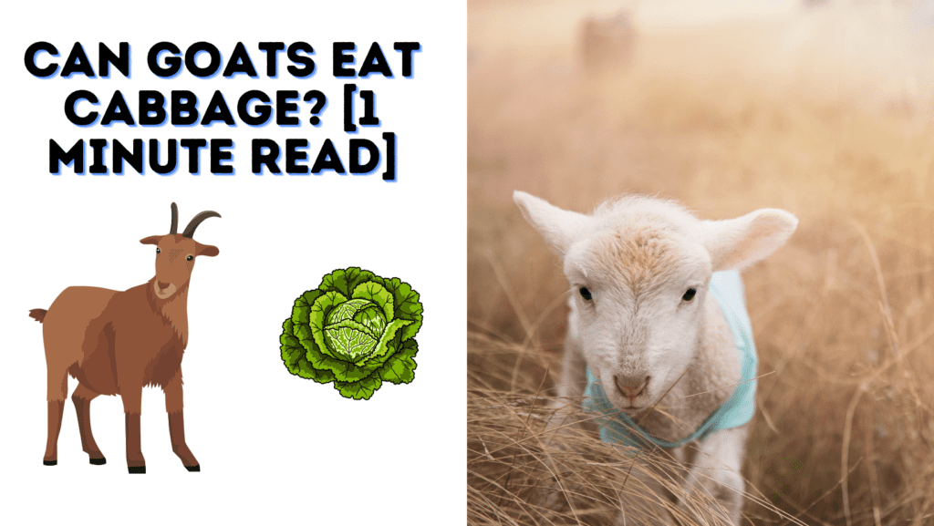 Can Goats Eat Cabbage? [1 Minute Read]