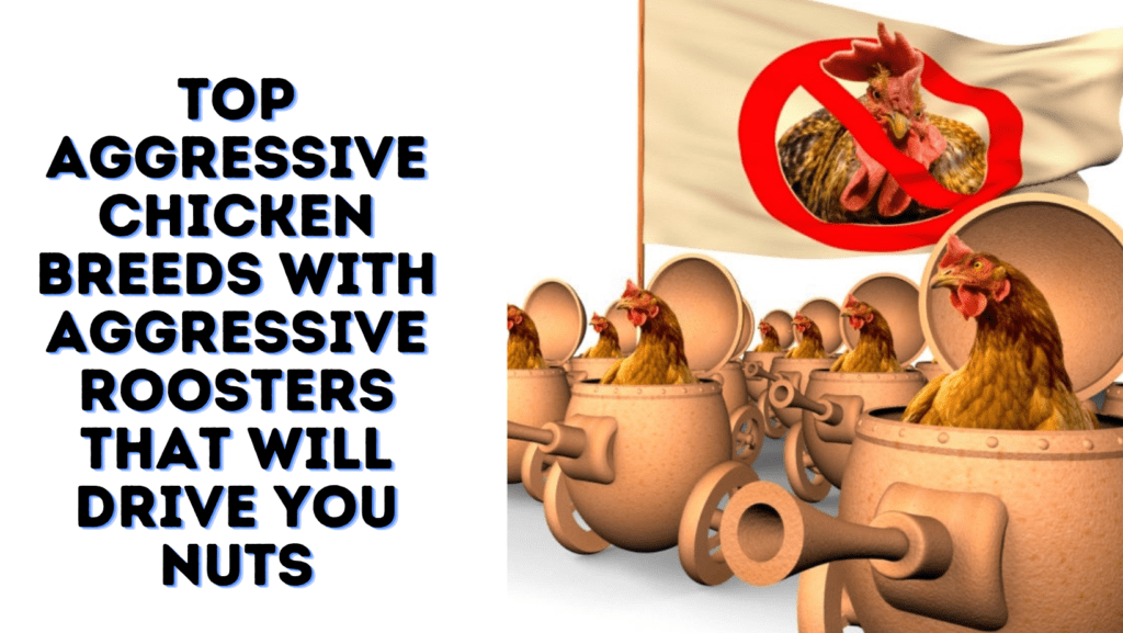 Top Aggressive Chicken Breeds With Aggressive Roosters That Will Drive You Nuts