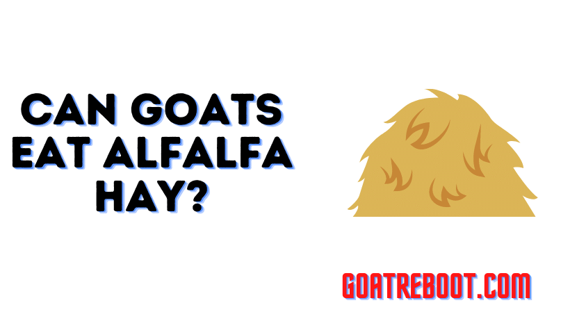 Can Goats Eat Alfalfa Hay