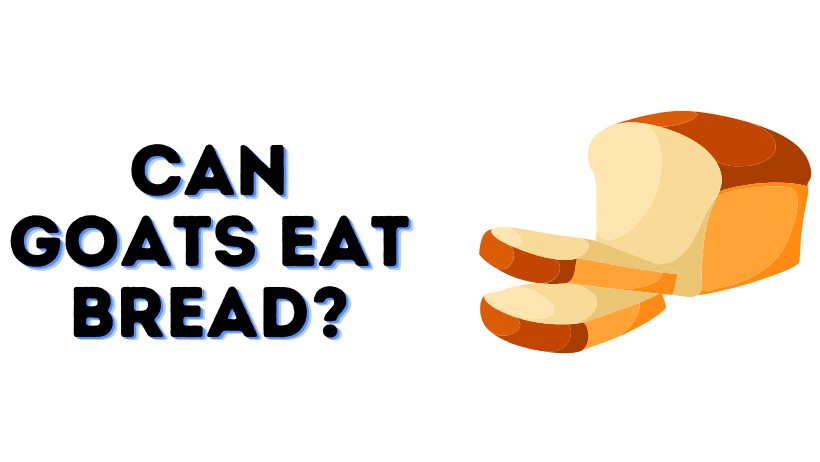 Can Goats Eat Bread