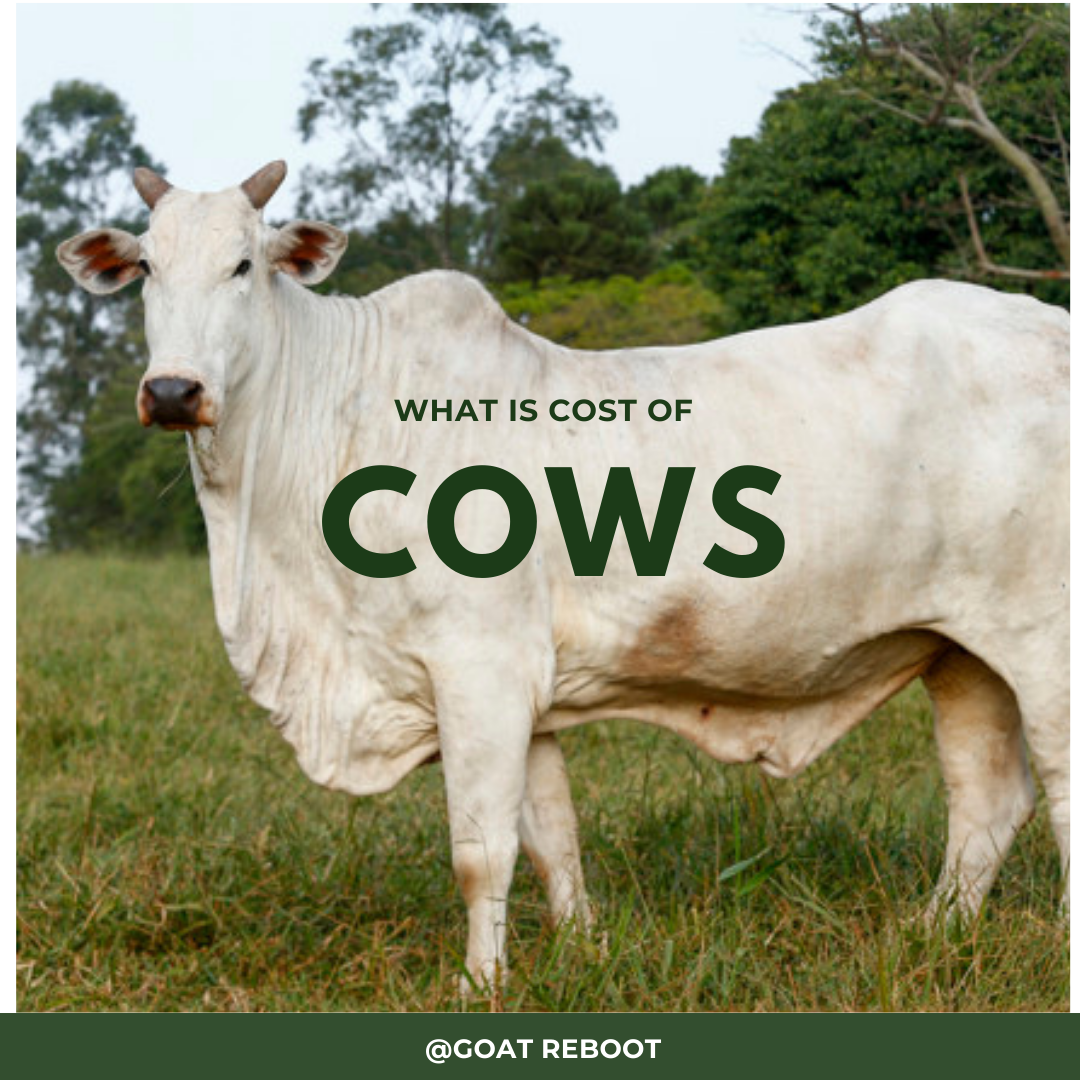 How Much Is Cost cow