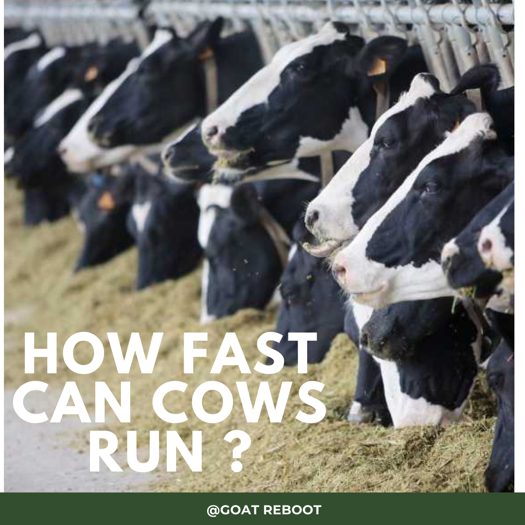 How Fast Can Cows Run ?