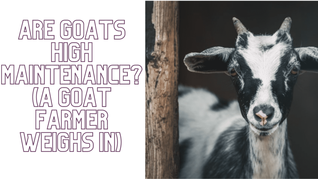 Are Goats High Maintenance?