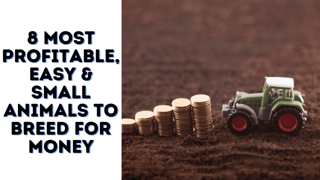 8 Most Profitable, Easy & Small Animals to Breed For Money