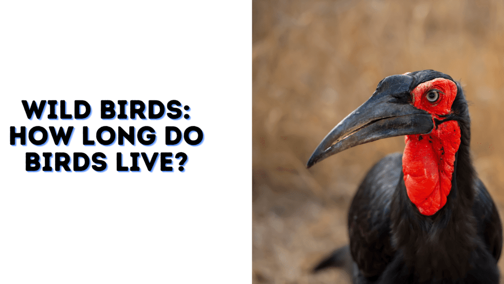 Wild Birds: How Long Do Birds Live? – Goat Reboot