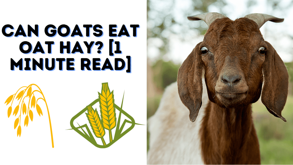 Can Goats Eat Oat Hay? [1 Minute Read]