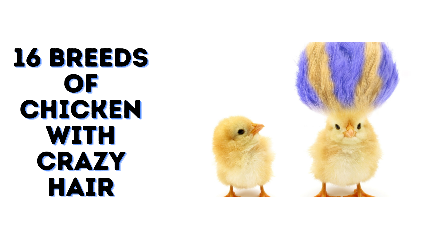 16 Breeds of Chicken with Crazy Hair - Goat Reboot