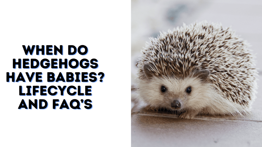 When Do Hedgehogs Have Babies? Lifecycle and FAQ’s