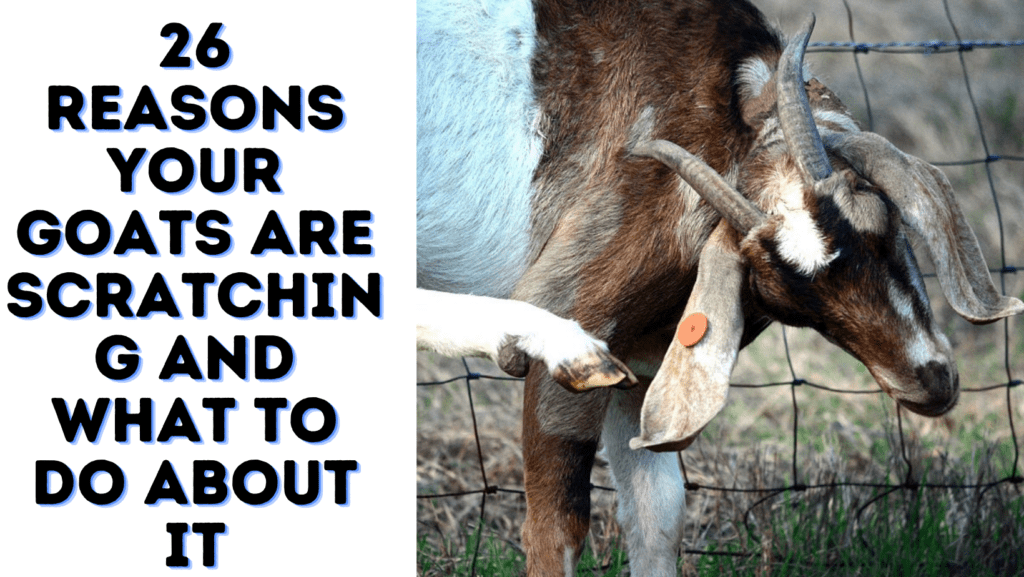 26 Reasons Your Goats Are Scratching And What To Do About It