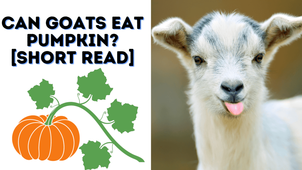 Can Goats Eat Pumpkin? [SHORT READ]