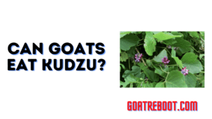 Can Goats Eat Kudzu