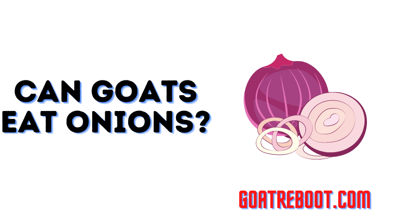 Can Goats Eat Onions