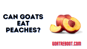 Can Goats Eat Peaches