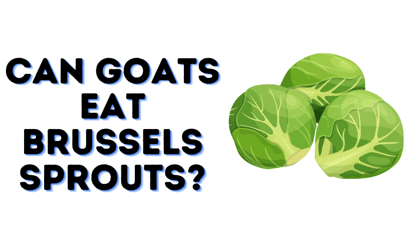 Can Goats Eat Brussels Sprouts