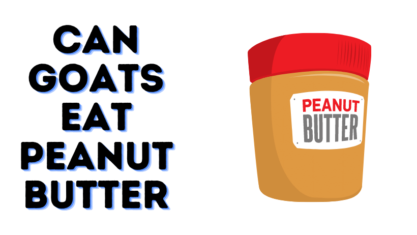 Can Goats Eat Peanut Butter