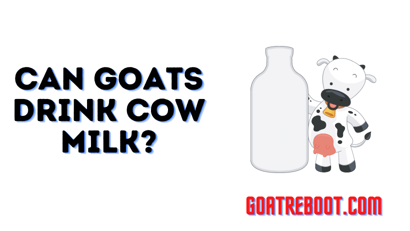 Can Goats Drink Cow Milk