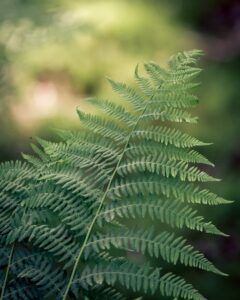 eat ferns