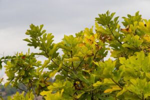 eat oak leaves