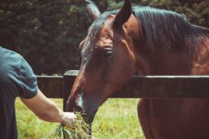 horse feed