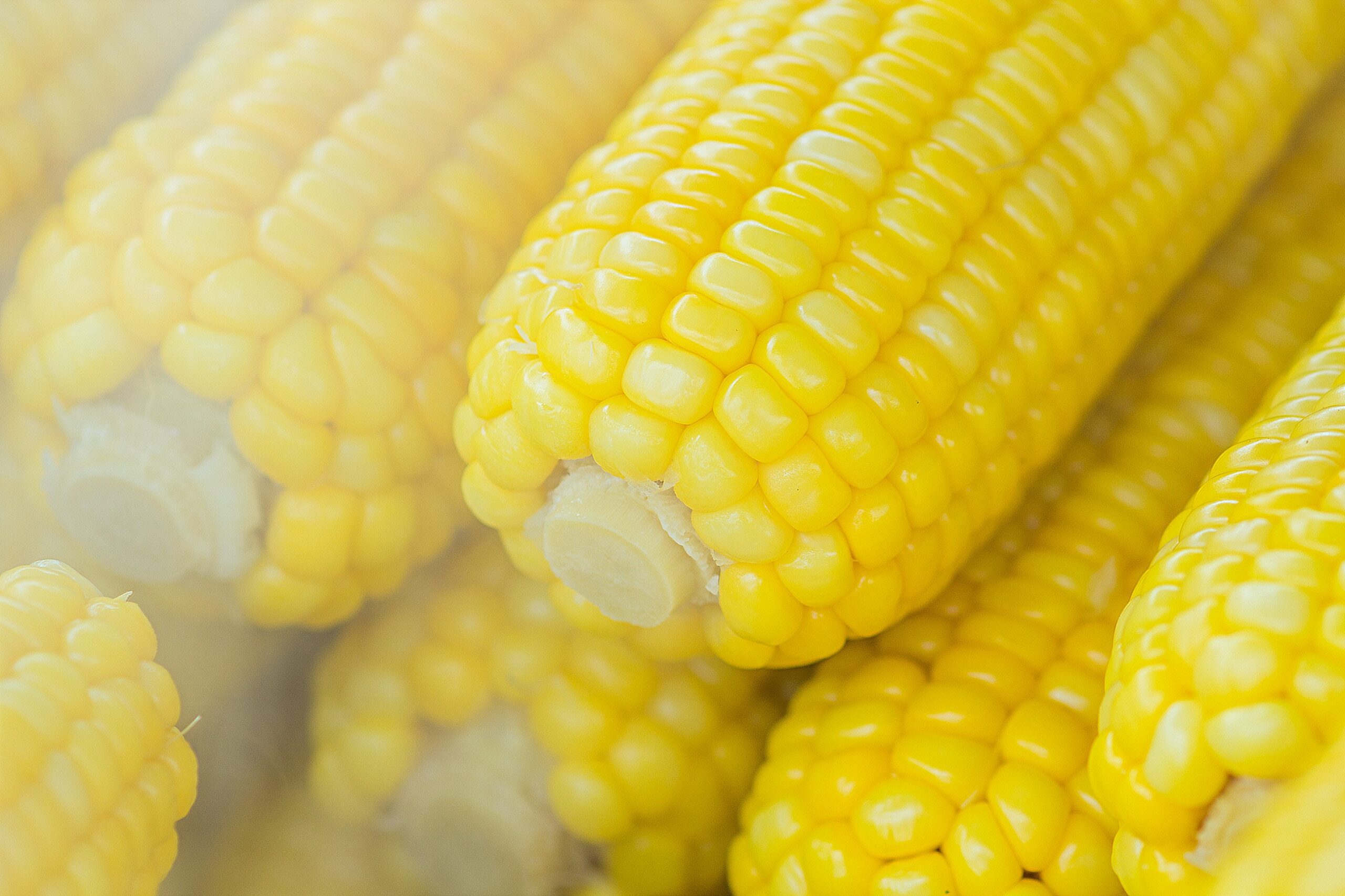 eat corn feed