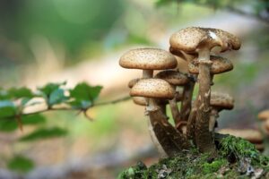 eat mushrooms feed