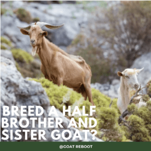 Breed A Half Brother And Sister Goat