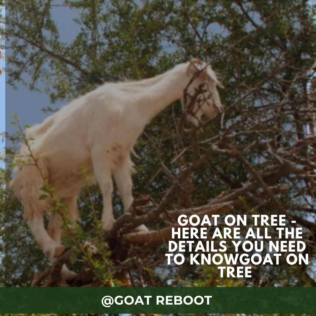Goat on Tree - Here are all the details you need to knowGoat on Tree