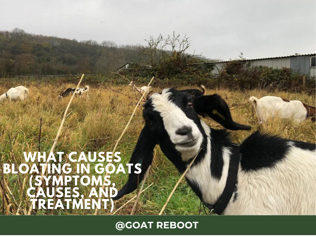 What Causes Bloating In Goats (Symptoms, Causes, and Treatment)