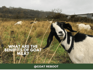 What Are The Benefits of Goat Milk