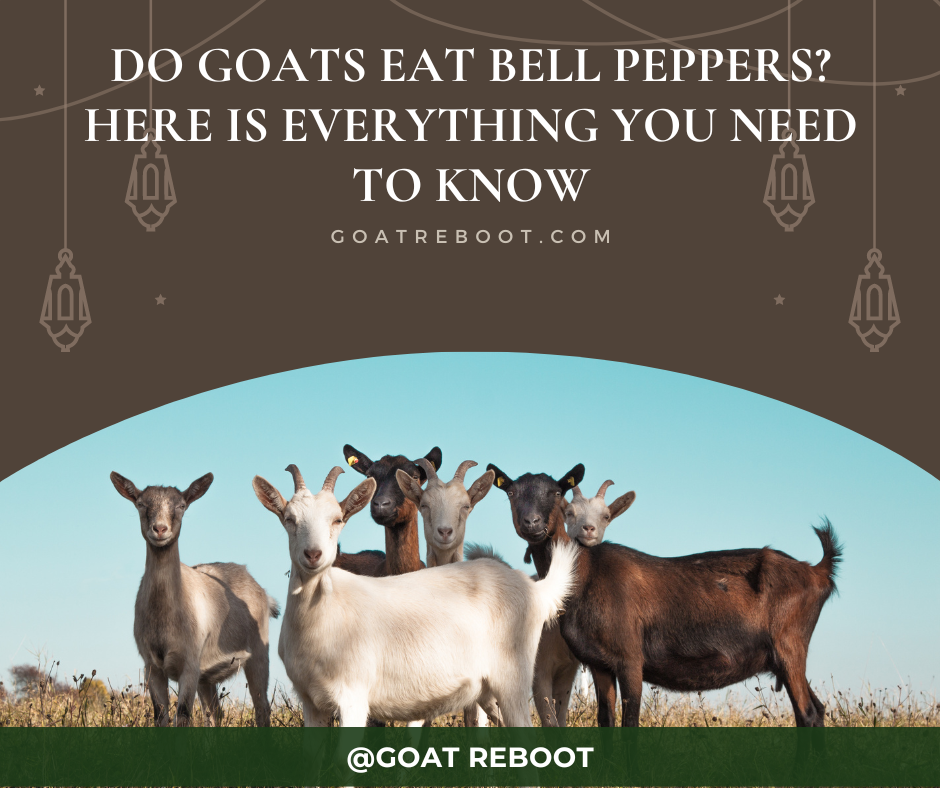 can goats eat bell peppers