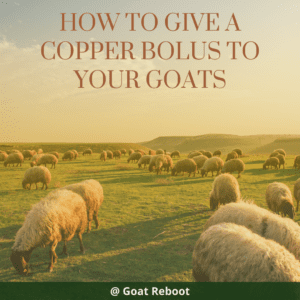 HOW TO GIVE A COPPER BOLUS TO YOUR GOATS